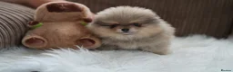 Pomeranian dogs for sale: Four small cute pups  - Advert 10