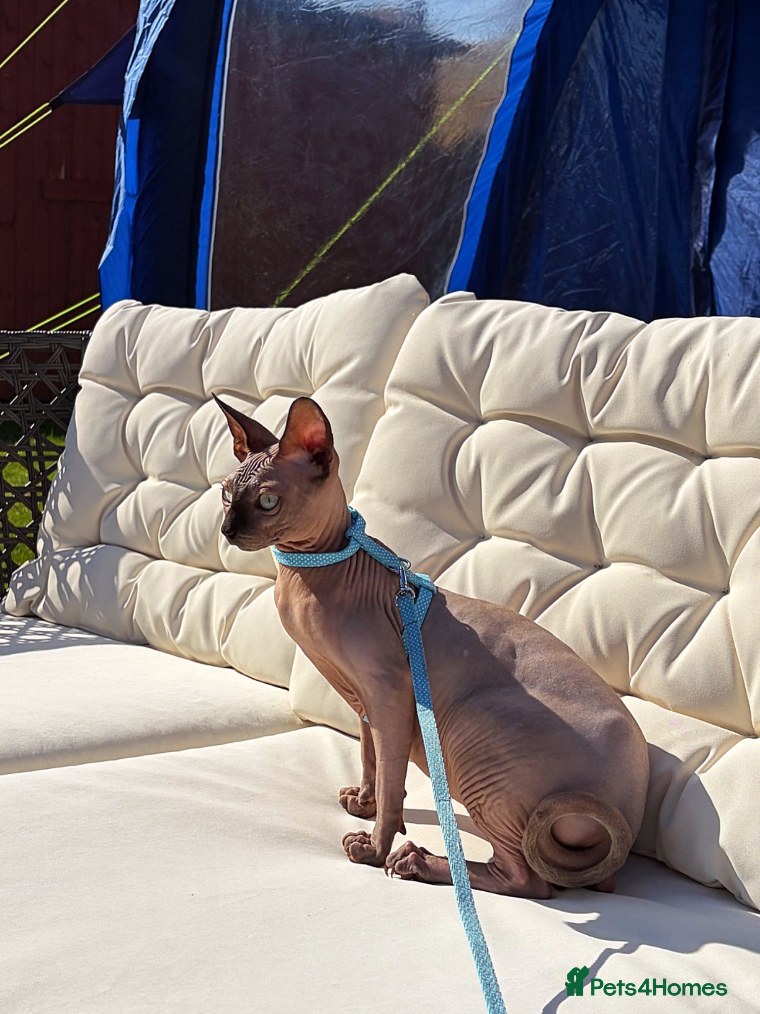 Sphynx cats Beautiful boy needing a home - Advert 2