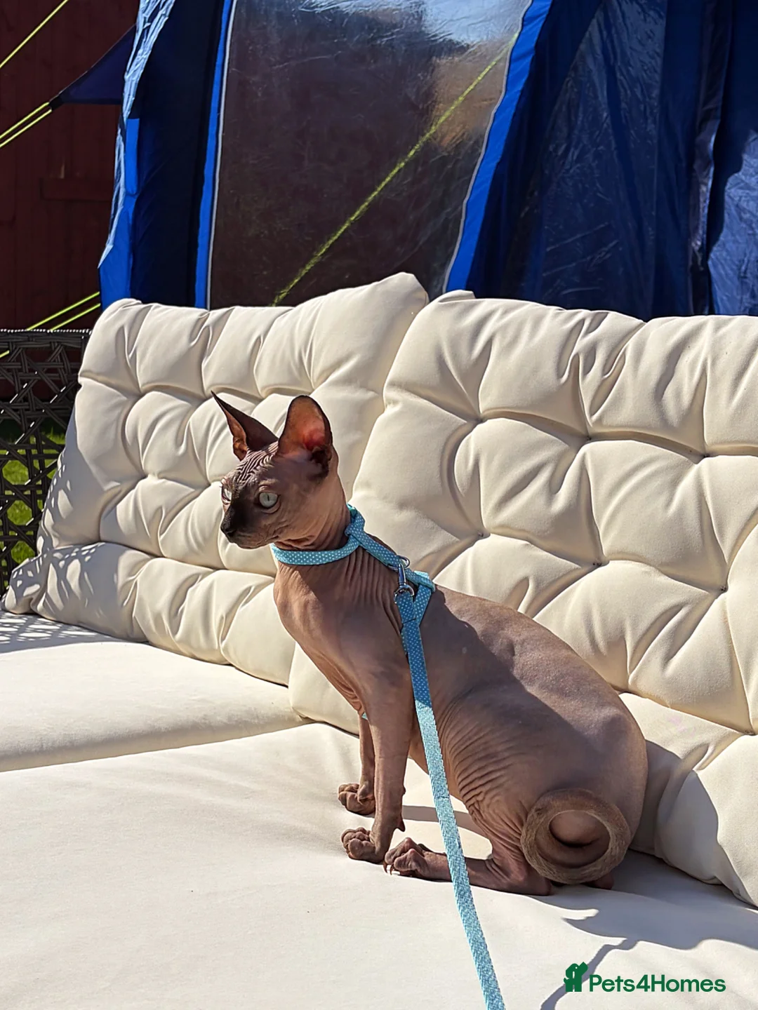 Sphynx cats for sale: Beautiful boy needing a home in Wrexham - Advert 1