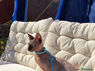 Sphynx cats Beautiful boy needing a home - Advert 2