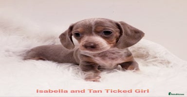 Miniature Dachshund dogs - Advert 10