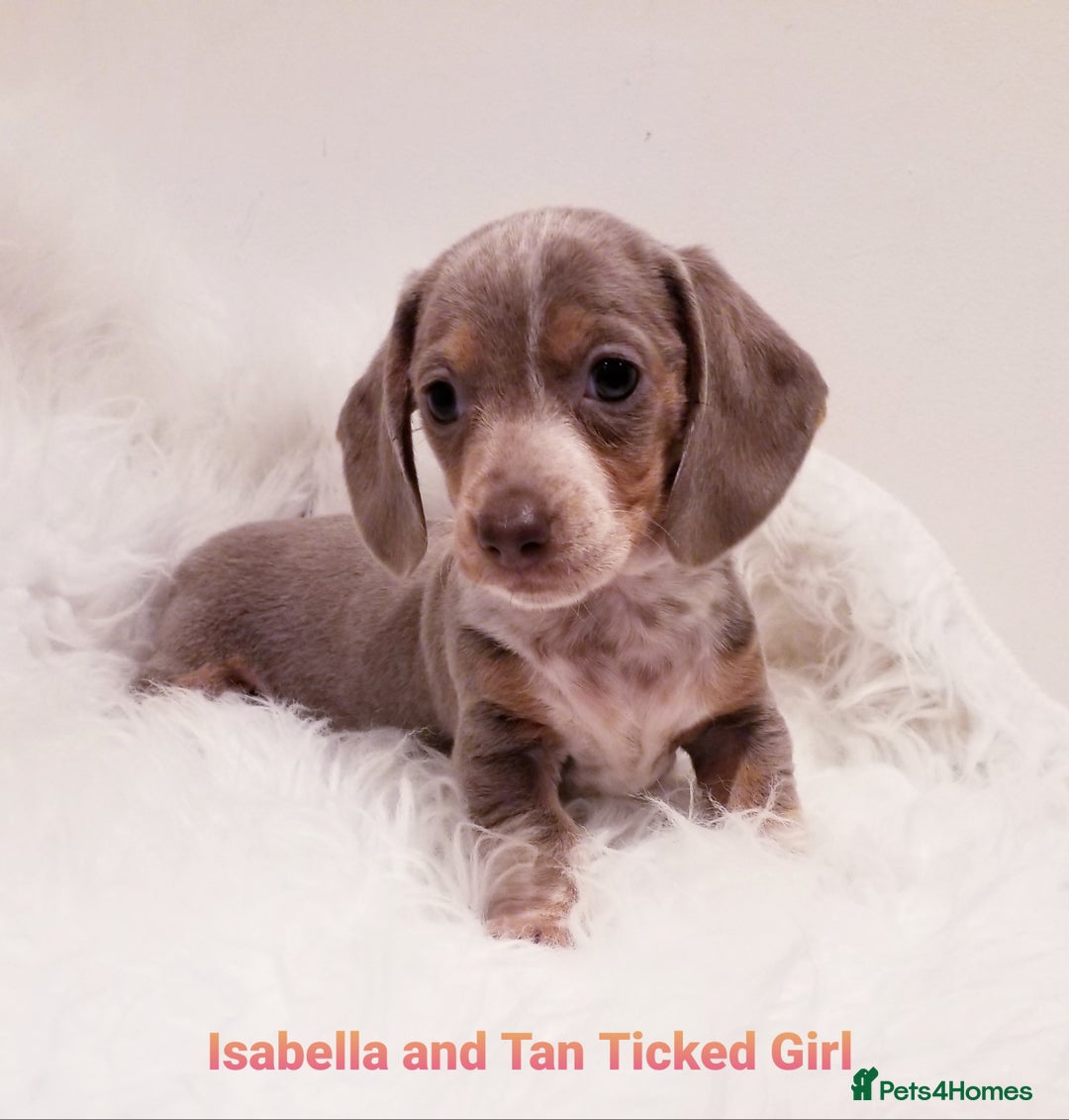 Miniature Dachshund dogs for sale: 5* Licensed, PRA CLEAR KC Mini Daxi's - Image 2