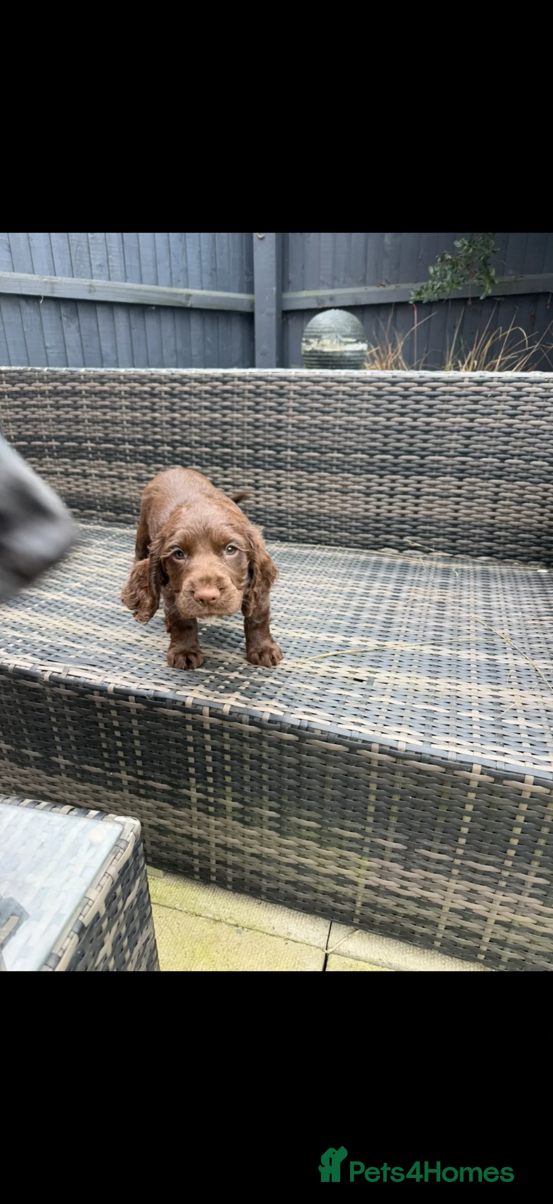 Cocker Spaniel dogs for sale: Cocker spaniel puppy’s  - Advert 2