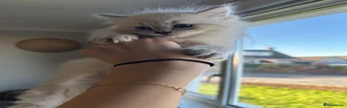 Ragdoll Kitten 1
