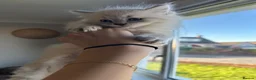 Ragdoll cats for sale: Kittens  in Dumfries - Advert 1