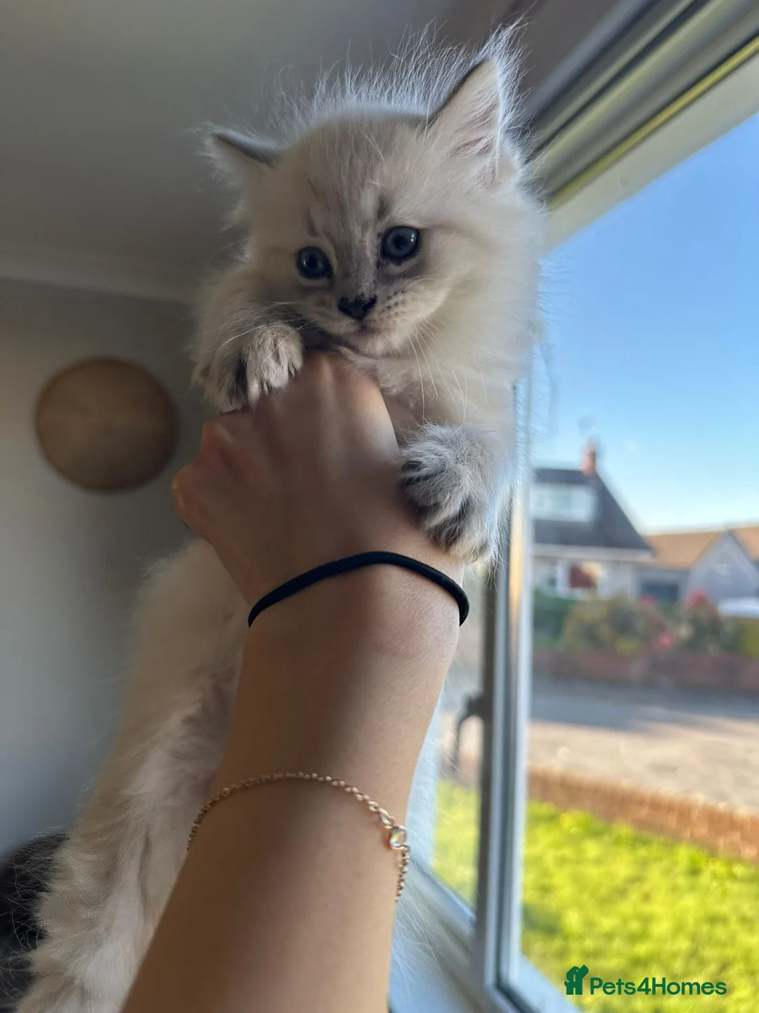 Ragdoll cats for sale: Kittens  in Dumfries - Advert 1