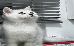 British Shorthair cats for sale: READY NOW ‼️🏆CHAMPIONS Bloodline BSH GCCF. - Image 1