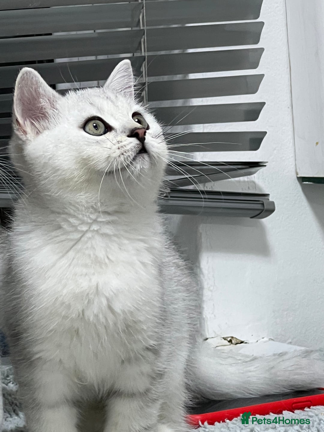 British Shorthair cats for sale: READY NOW ‼️🏆CHAMPIONS Bloodline BSH GCCF. - Image 1