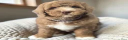 Bernedoodle dogs for sale: Mini Bernedoodles ready to go now - Advert 15