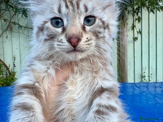 Savannah cats Super rare longhaired boy - Advert 6