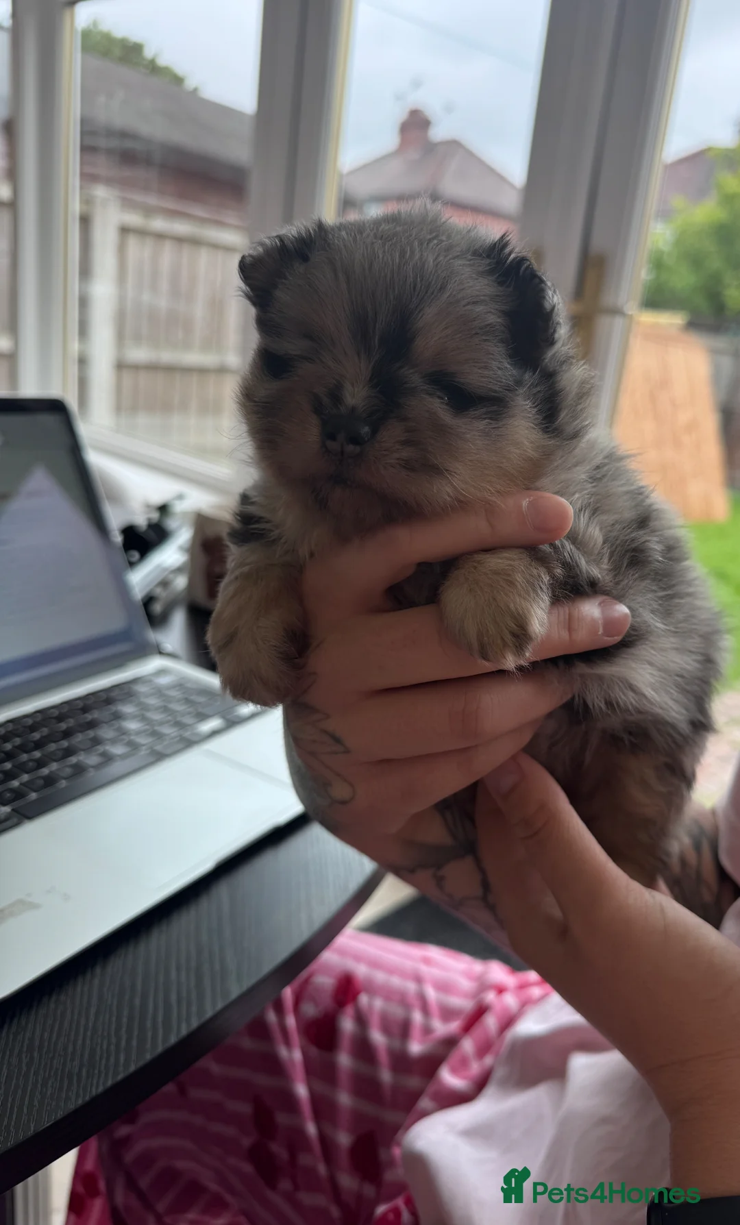 Pomeranian dogs for sale: Pomeranian puppies  - Advert 14