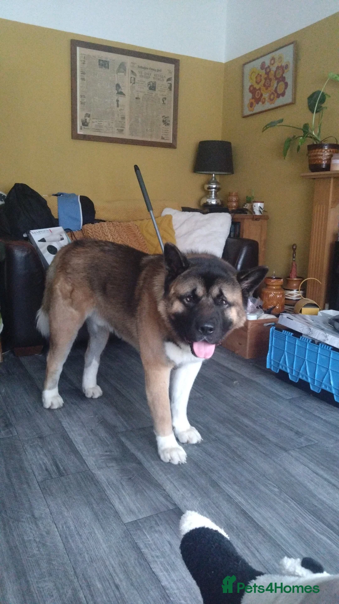 Akita dogs for sale: Male American Akita  - Advert 2