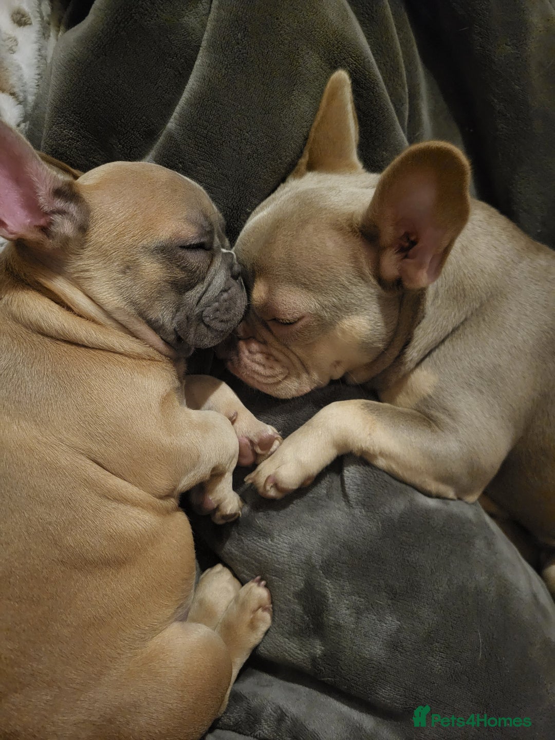 French Bulldog dogs for sale: Blue fawn frenchie baby - Advert 5
