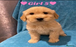 Goldendoodle dogs for sale: F1B Goldendoodles - Image 5