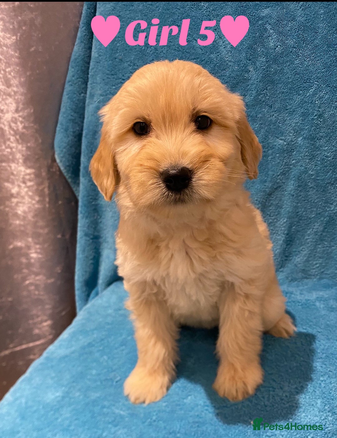 Goldendoodle dogs for sale: F1B Goldendoodles - Image 5