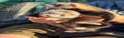 Ferret rodents for sale: 4 young Jill ferrets polecat cross silver  in March - Advert 7