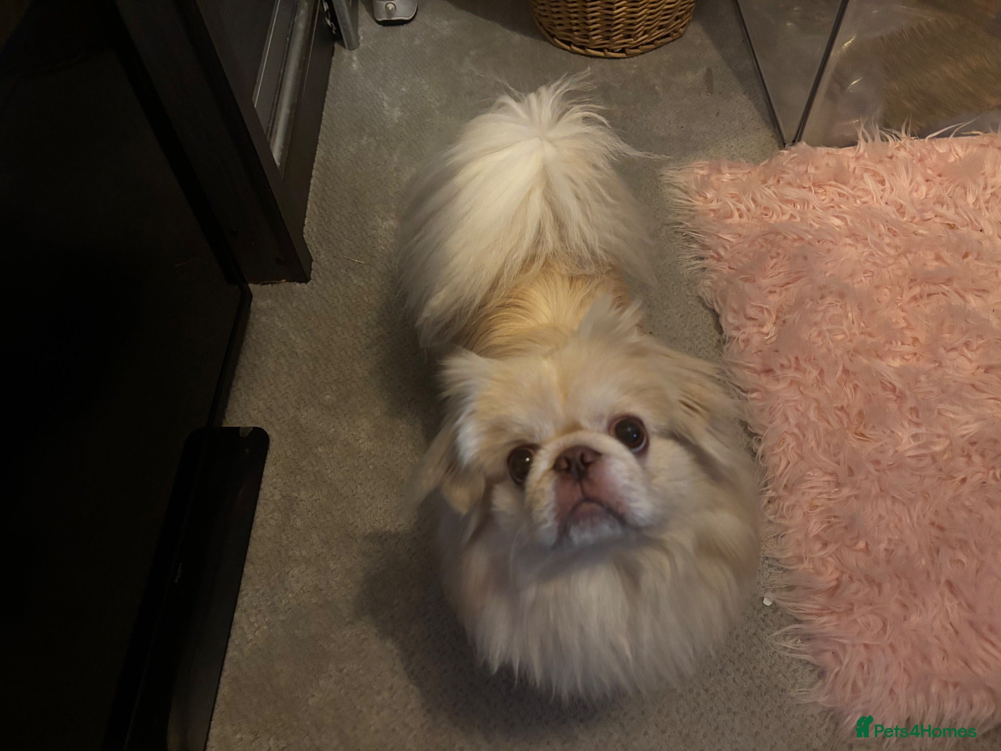 Pekingese dogs KC registered Pekingese for stud  - Advert 1