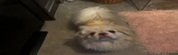 Pekingese dogs for stud: KC registered Pekingese for stud  - Advert 1