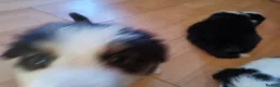 Mixed Breed dogs for sale: Beautiful Bordernese  - Advert 22