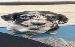 Cocker Spaniel dogs for sale: Working cocker spaniel puppies - Image 16