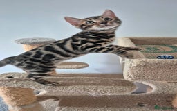 Bengal cats for sale: Pure Bred Bengal Kitten - Image 4