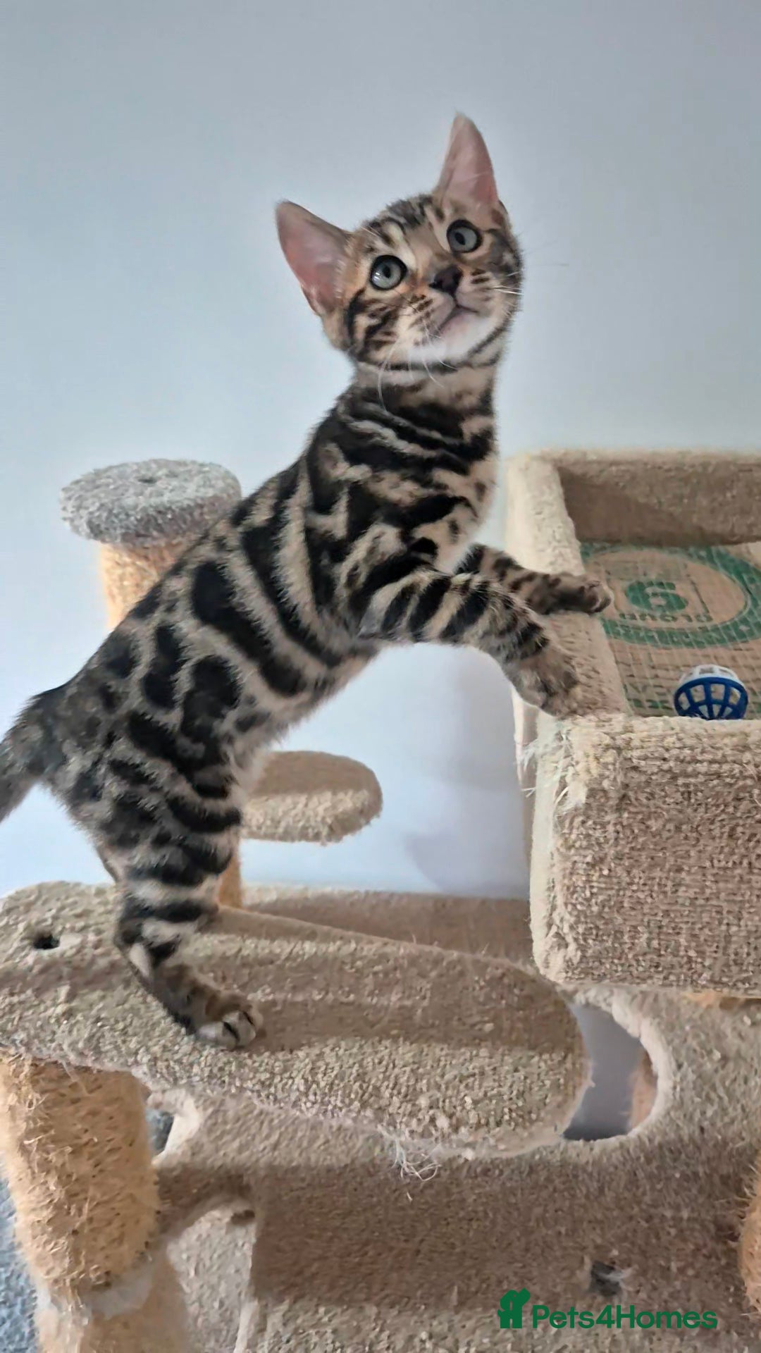 Bengal cats for sale: Pure Bred Bengal Kitten - Image 4