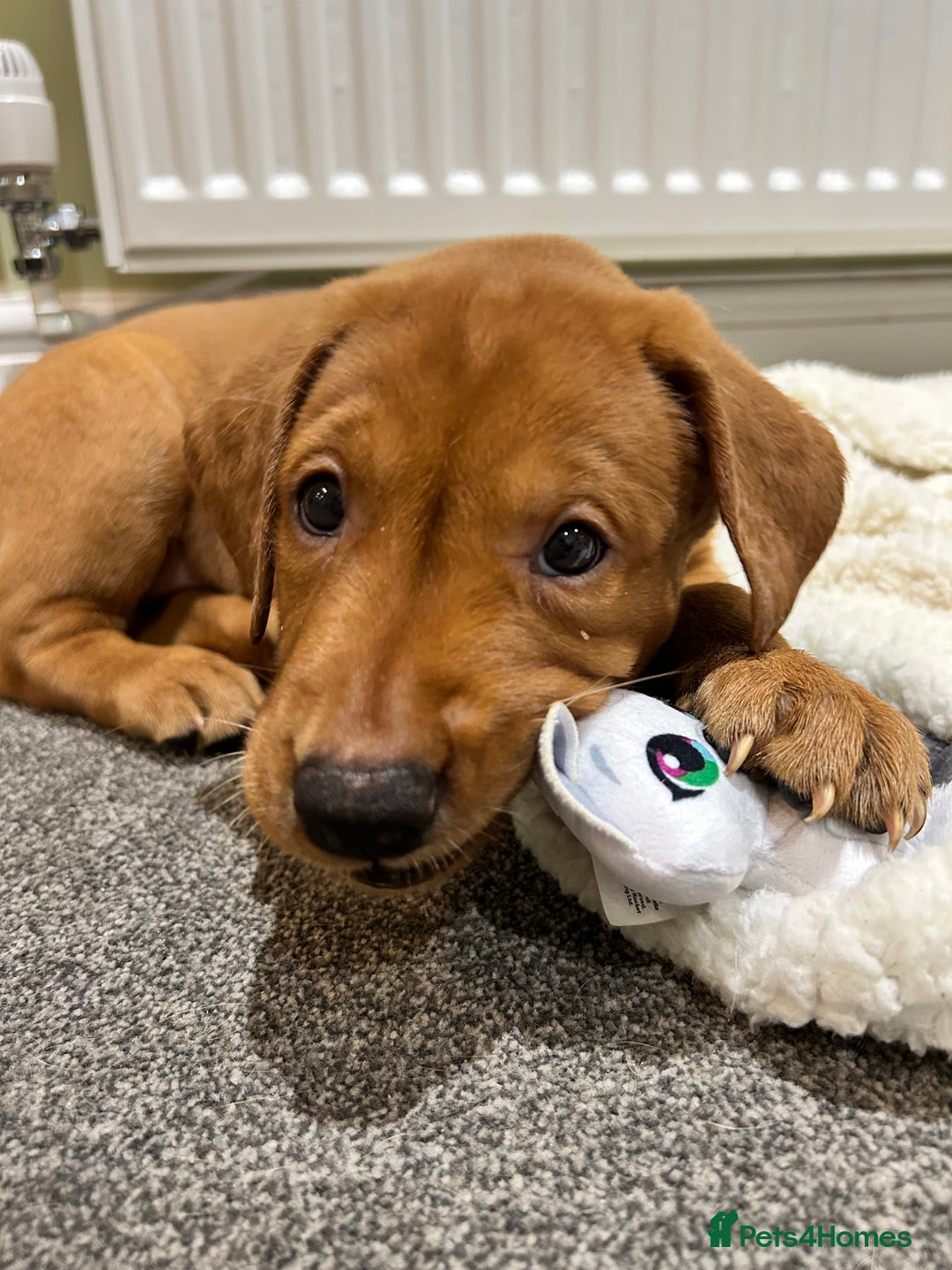 Labrador Retriever dogs for sale: KC Fox Red Labrador puppies - Advert 24