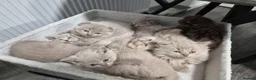 Scottish Fold cats for sale: Scottish fold and stright kittens  - Advert 4