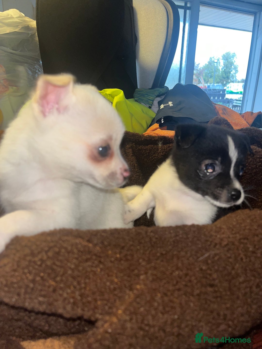 Mixed Breed dogs for sale: Jack Russel  - Advert 8