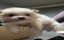 Pomeranian dogs for sale: Pomeranian puppies - Image 6