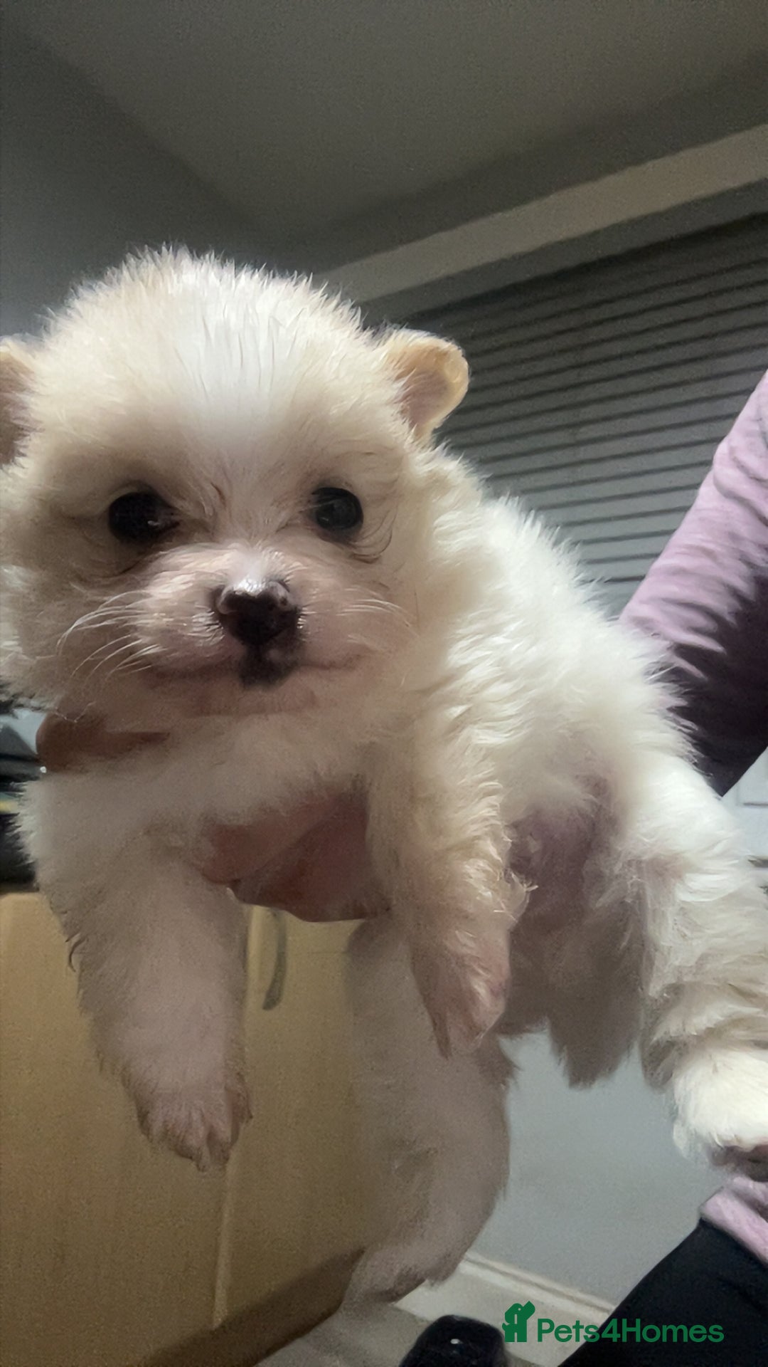 Pomeranian dogs for sale: Pomeranian puppies - Image 6