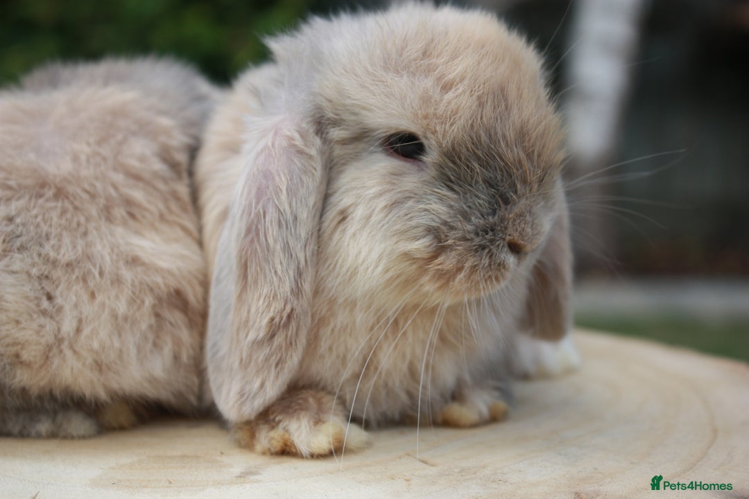 Mini Lop rabbits for sale: Pure bred mini lop baby rabbits ready now - Image 1