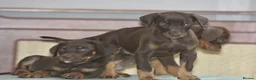 Mixed Breed dogs for sale: Unique hybrid dobermann puppies - Advert 9