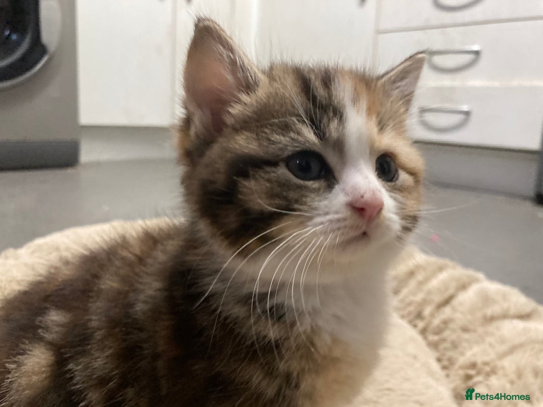 American Shorthair cats for sale: Stunning 8 week old girl American shorthair kitten - Advert 3