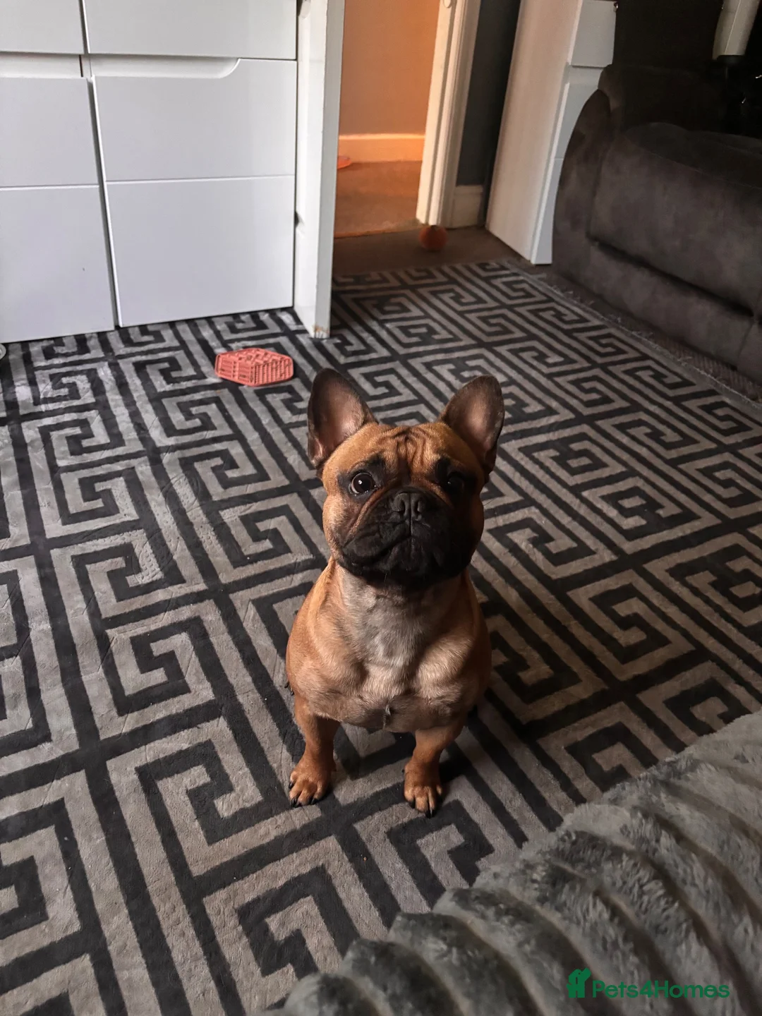French Bulldog dogs for stud: French bulldog  - Advert 1