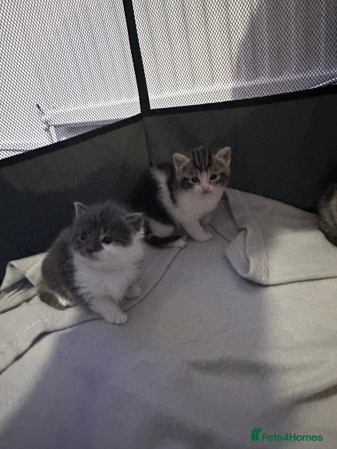 Mixed Breed cats for sale: 2 little girl kittens🩷 - Advert 3