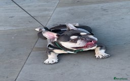 French Bulldog dogs for stud: Available for stud maskless lilac tan carrys cream in London - Image 4