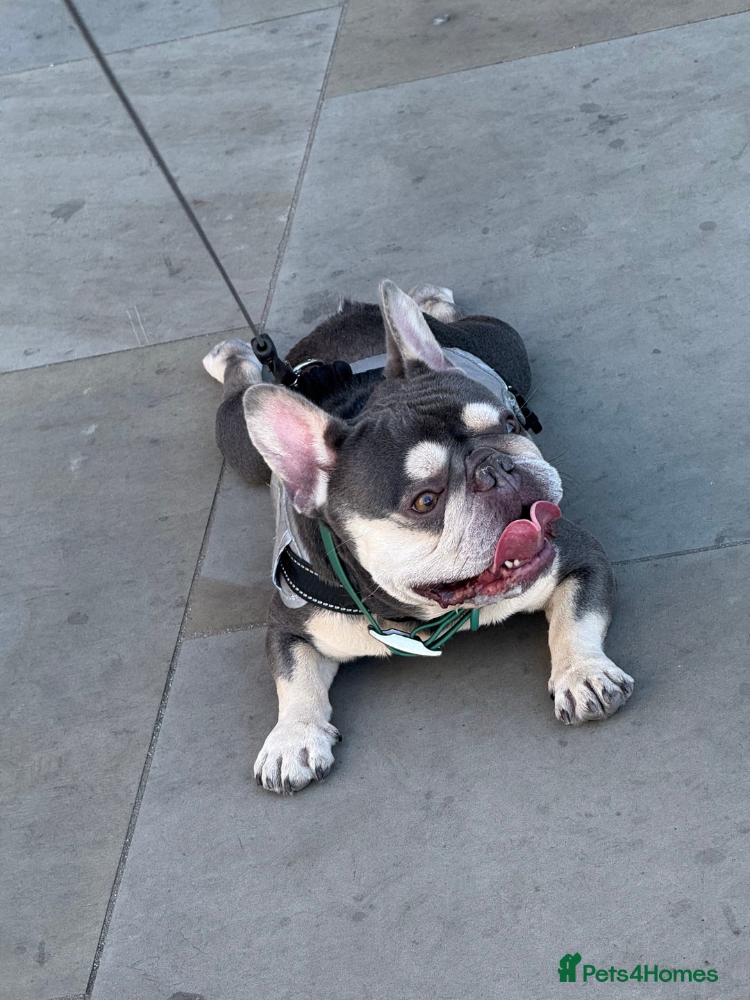 French Bulldog dogs for stud: Available for stud maskless lilac tan carrys cream in London - Image 4