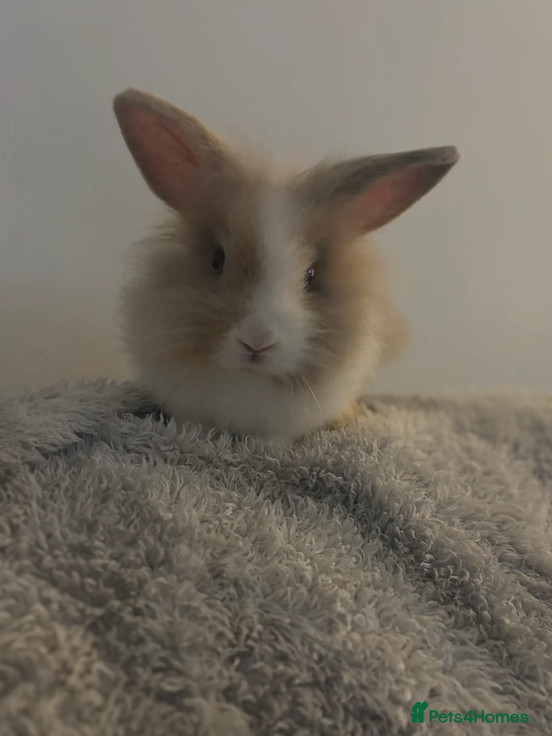Lionhead rabbits for sale: 2 male rabbits  in Ashington - Advert 4