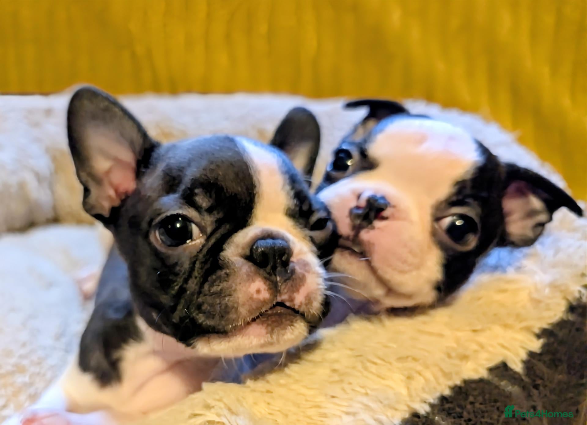 Boston Terrier dogs 2 GIRLS LEFT/Adorable KC reg Boston Terrier  - Advert 1