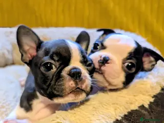 Boston Terrier dogs 2 GIRLS LEFT/Adorable KC reg Boston Terrier - Advert 1