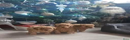 Cavapoo dogs for sale: Beautiful Cavapoo Puppies DUE NOV 7TH - Advert 25