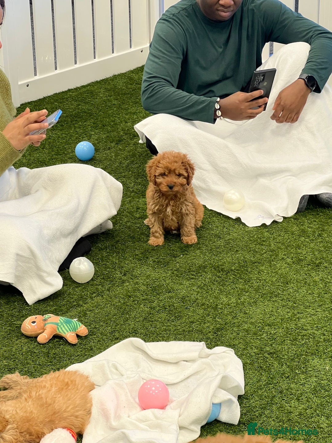 Cavapoo dogs for sale: One boy has become available  - Advert 2