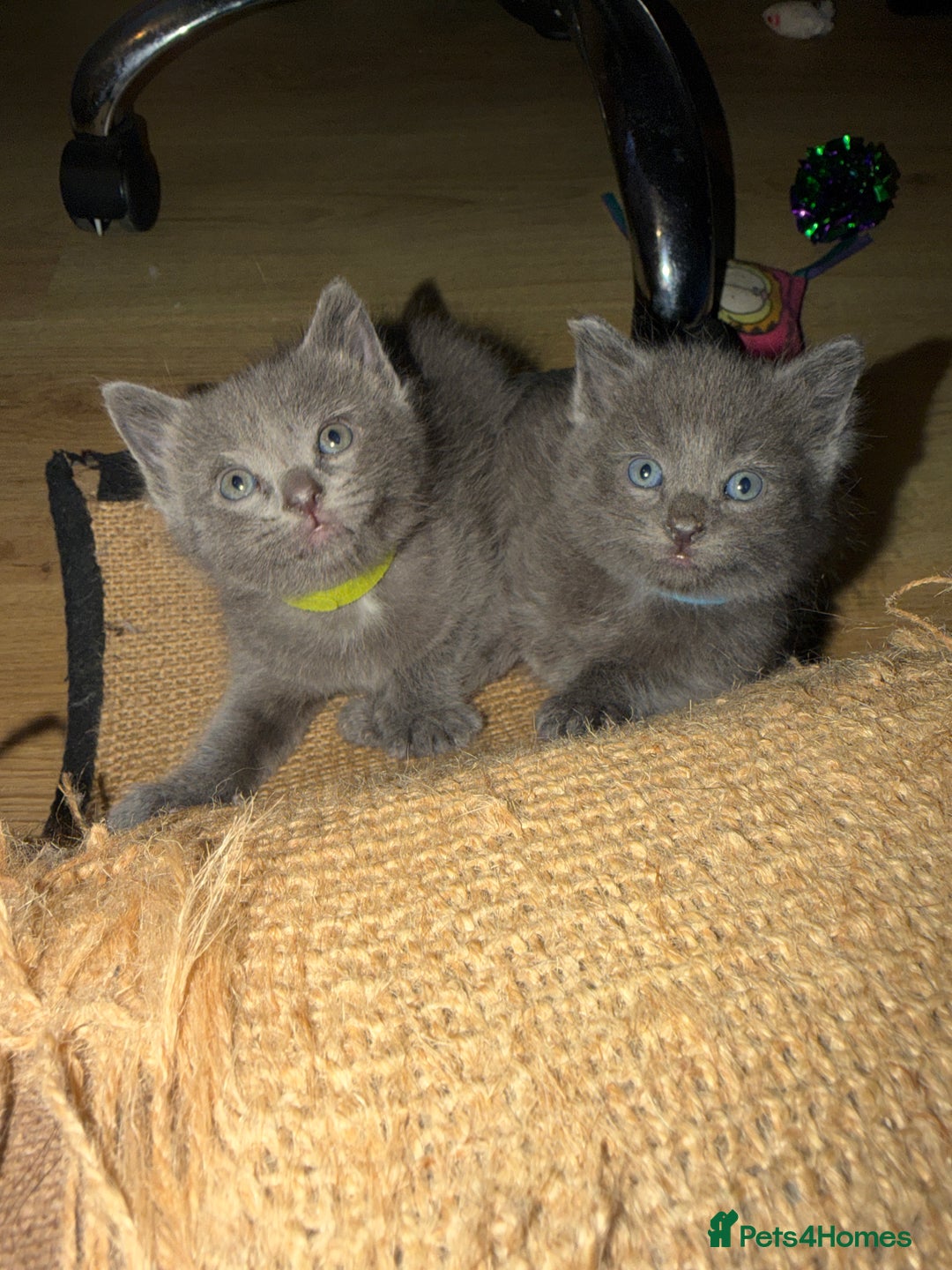 Ragdoll cats for sale: 6 Beautiful Ragdoll cross Domestic shorthair - Advert 12