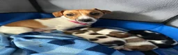 Jack Russell dogs for sale: Jack Russel puppy’s  in Enfield - Advert 16