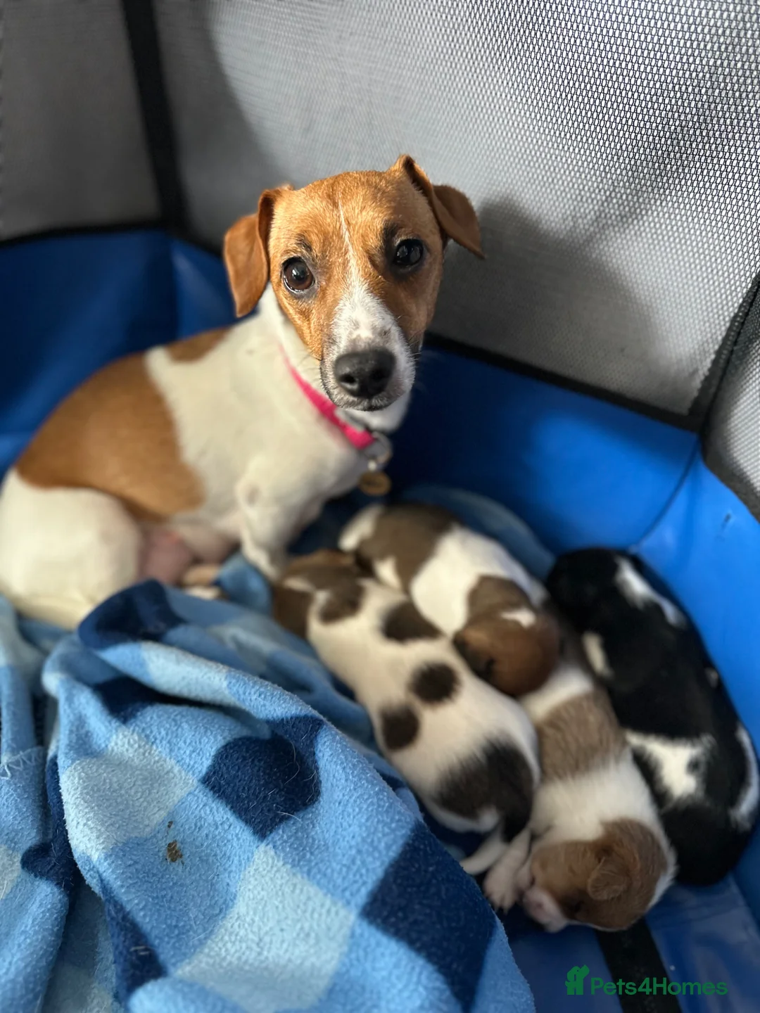 Jack Russell dogs for sale: Jack Russel puppy’s  in Enfield - Advert 16