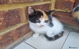 Mixed Breed cats for sale: Cute kittens  - Image 5