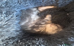 Bengal cats for sale: Silver bengal kitten (ready to go) - Image 1