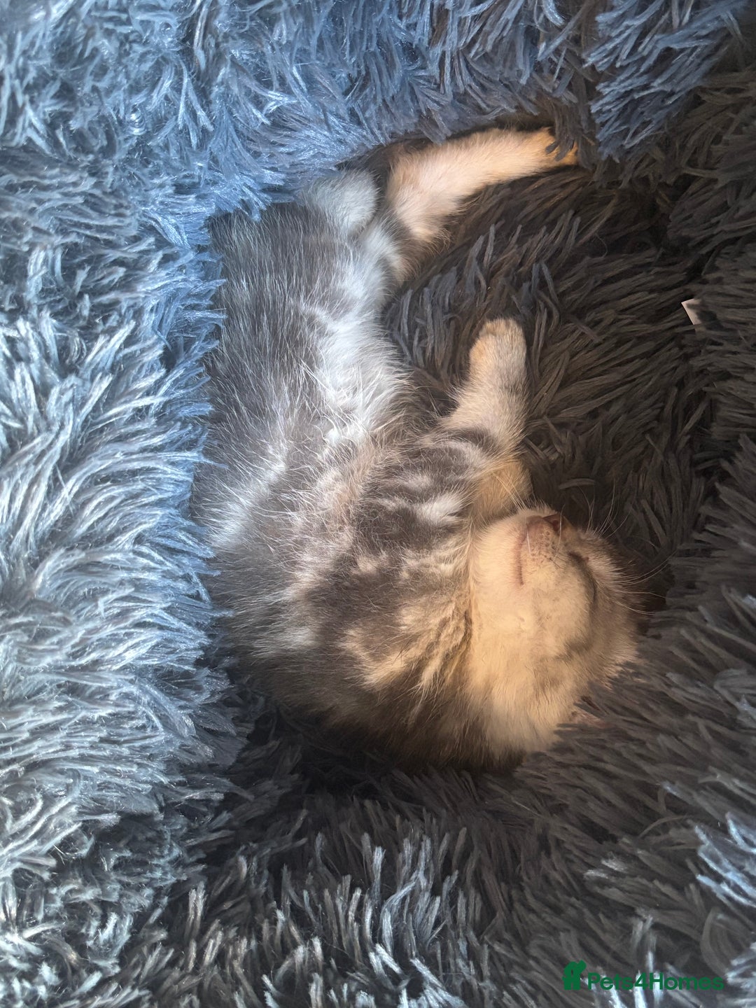 Bengal cats for sale: Silver bengal kitten (ready to go) - Image 1