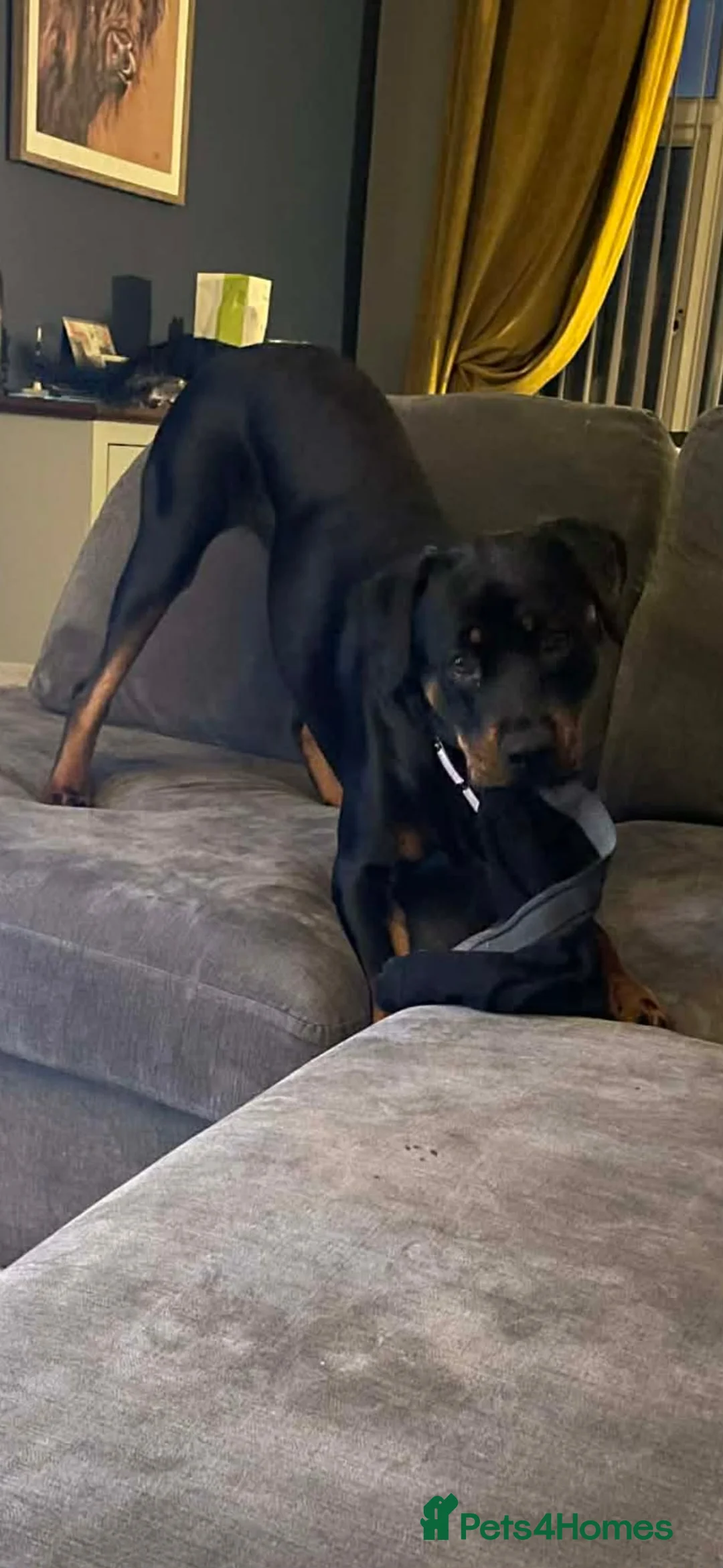 Rottweiler dogs for sale: Lottie the Rottie - Advert 1